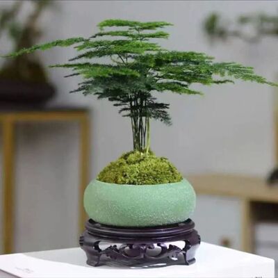 文竹幼苗盆栽绿植四季常青