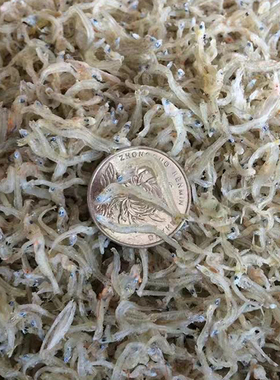 丁香鱼 无刺骨 白丁香饭 厨房蒸煮 f小鱼仔 500g-1500g/包