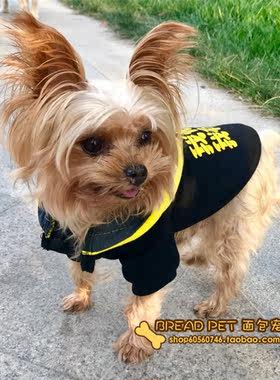 京巴蝴蝶犬暹罗无毛猫