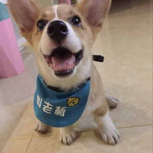 萨摩耶阿拉斯加斗牛犬柯基犬金毛口水巾 可改字宠物小狗三角巾