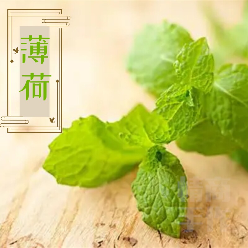 情商手作 绿箭口香糖清新薄荷味小众香水清凉冷调中性风淡香男女