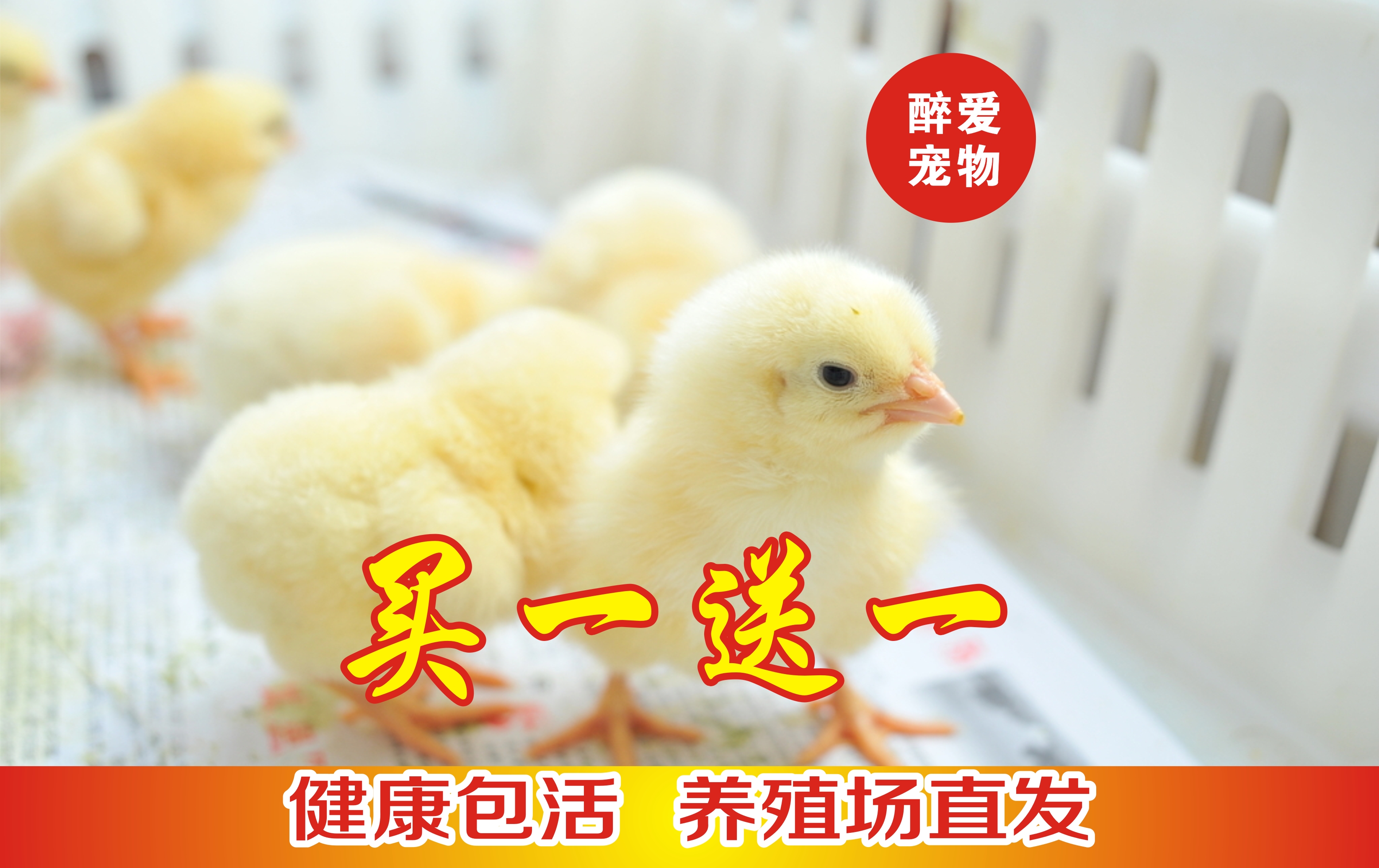 宠物鸡小黄鸡小鸡仔迷你鸡