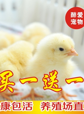 小鸡活零售 网红小鸡宠物鸡家禽家养土鸡仔鸡活体