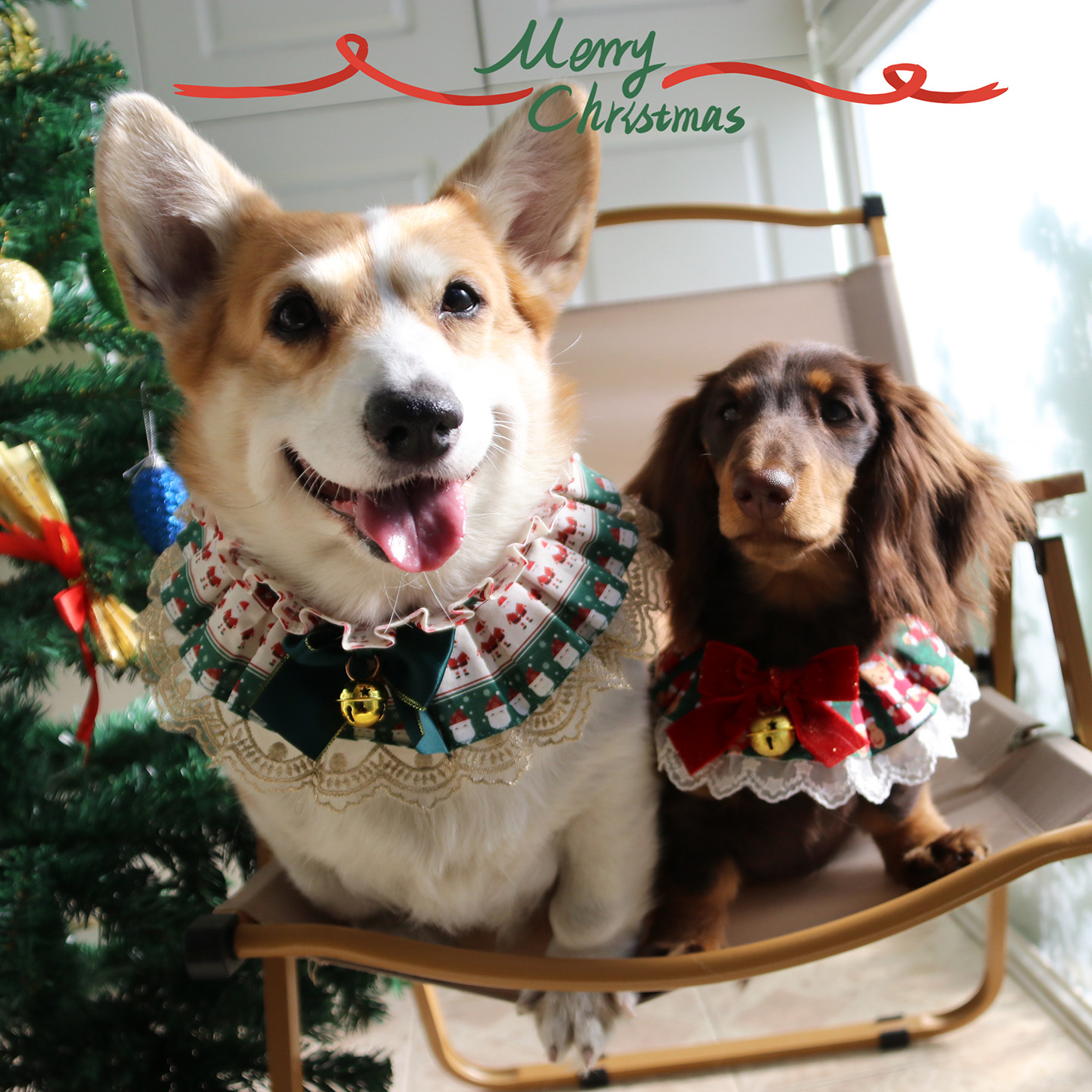 宠物圣诞节围脖猫新年蕾丝口水巾狗狗小型犬饰品写真拍照配饰围巾
