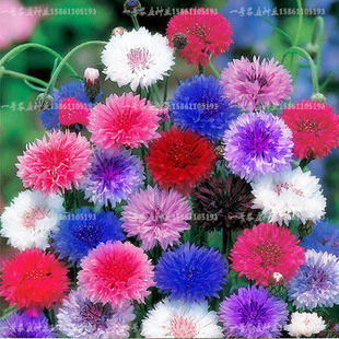 矢车菊种子四季易种活蓝色矢车菊花种室外庭院绿化耐寒花卉种籽子