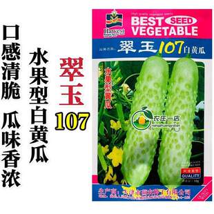 翠玉107白黄瓜种子水果黄瓜种籽质脆味浓春秋季播蔬菜种孑强雌型