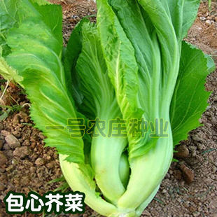 水东包心芥菜种籽大叶辣疙瘩种子腌咸盖儿榨酸蔬菜种孑四季秋冬播