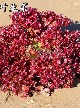 紫色生菜种子养生生菜种籽四季阳台盆栽春夏季生生吃水培蔬菜种孑