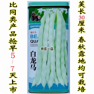 上架芸豆种子高产爬藤架四季豆种籽春秋四季易种蔬菜种孑豆角菜籽