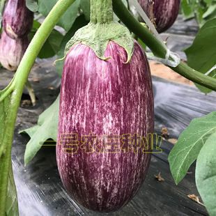 彩茄子种籽红白绿花色茄子种子肉质香软耐低温抗病强蔬菜种孑高产