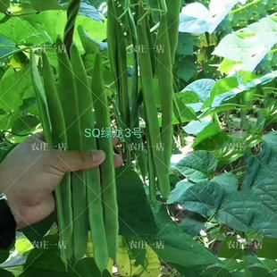 三扁芸豆种子扁青架豆高产早熟豆角扁豆油豆蔬菜种孑宽扁肉厚无筋