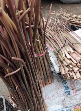 海南新鲜芋苗梗 红芋苗梗 芋荷杆炒好吃 清脆 也可买回去自制酸菜