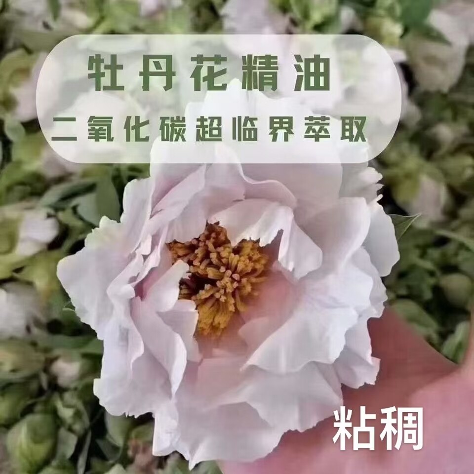 牡丹花精油 单方 超临界萃取 粘稠 无添加 芳疗按摩配方原材料油