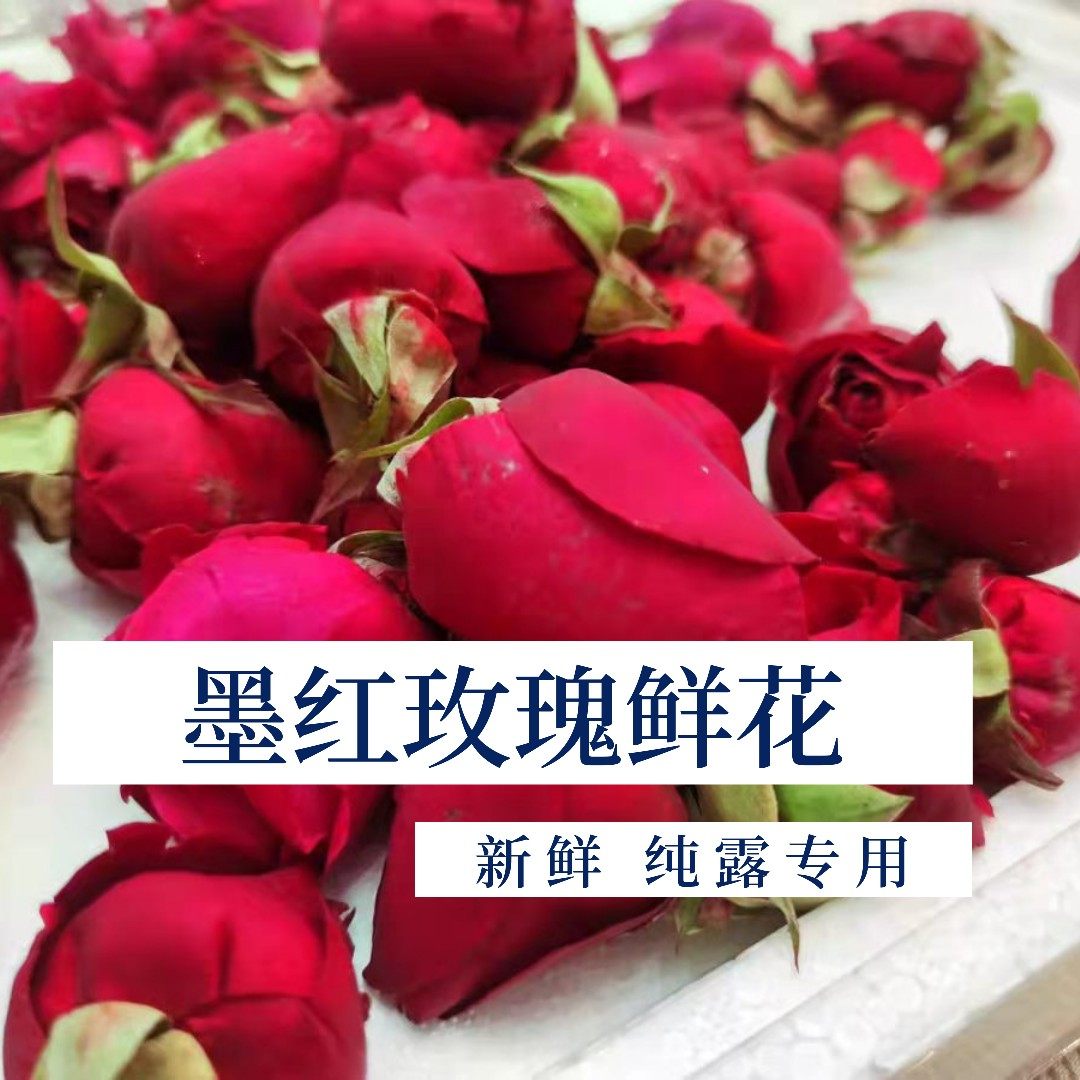 云南墨红玫瑰鲜花苞 纯露专用 舒缓 嫩肤新鲜包邮 基地空运保鲜