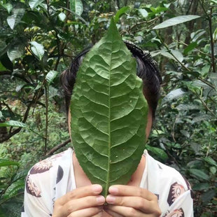 纯料大叶普洱生茶50克 百年古树森林散装 2025年古树头春试喝装