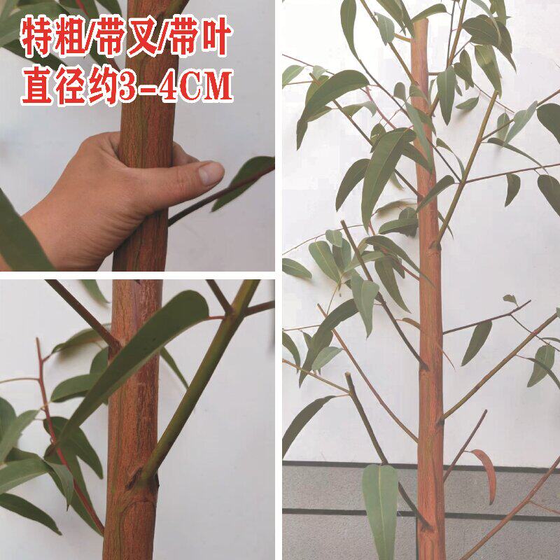 新鲜长桉树枝野生小叶绿皮嫩枝带叶蜜袋鼯蜜袋鼬用品小蜜磨牙玩具