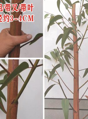 新鲜长桉树枝野生小叶绿皮嫩枝带叶蜜袋鼯蜜袋鼬用品小蜜磨牙玩具
