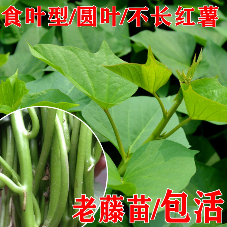 番薯叶福建食用型台薯地瓜叶图片