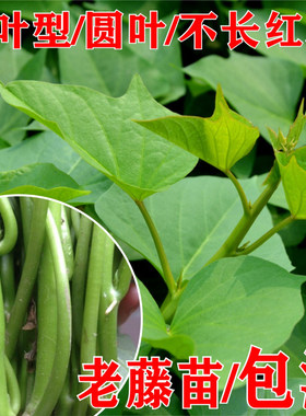 番薯叶福建食用型台薯地瓜叶