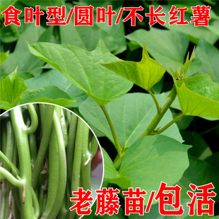 广东红薯叶 台湾地瓜叶苗 食用型苕嫩尖苗专吃叶子阳台蔬菜福薯18
