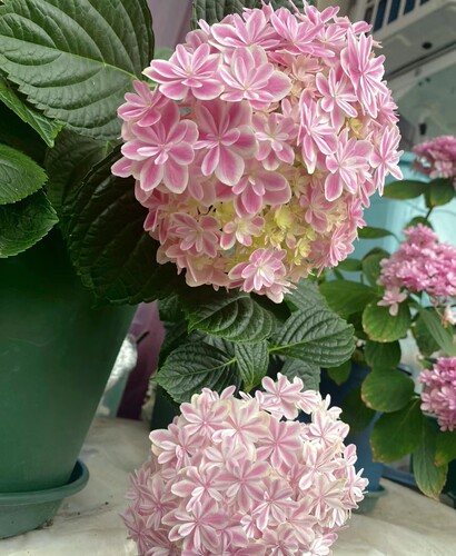 万华镜品种开花多年生大花绣球八仙花阳台庭院绿植可调色好养爆盆