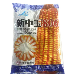 新中玉806  杂交玉米种子 苞谷种子