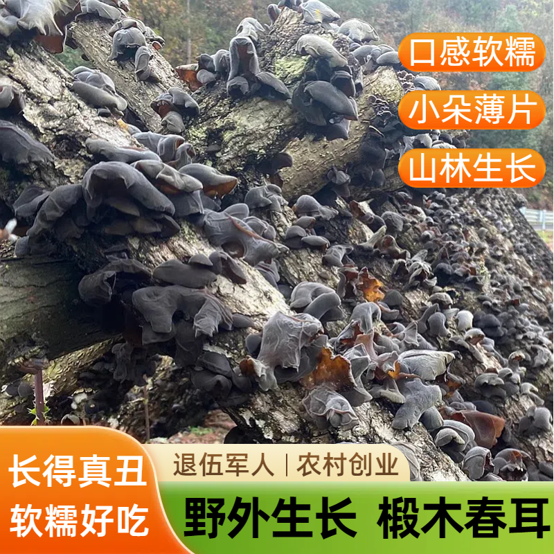 黑木耳干货野生椴木耳软糯小碗耳
