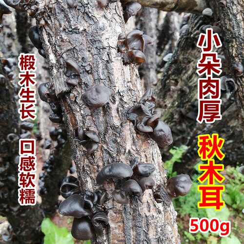 黑木耳干货椴木秋木耳湖北土特产