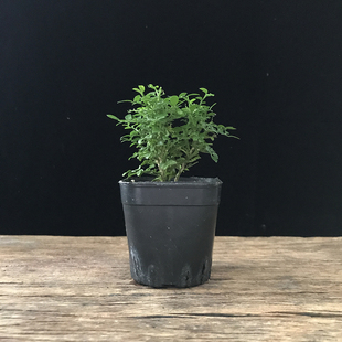 爆款网红植物台湾达摩小叶姬九里香迷你大树型小老桩桌面绿植盆栽