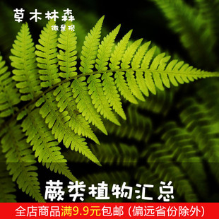 蕨類小植物苔蘚微景觀水陸雨林缸造景綠植室內(nèi)桌面耐陰濕觀葉盆栽