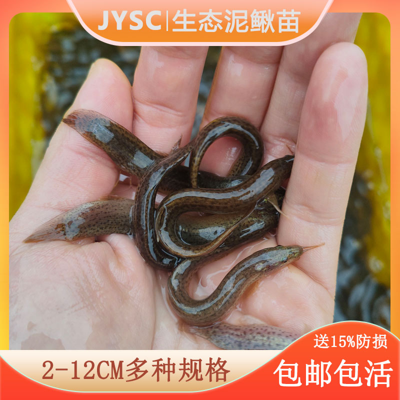 鲜活泥鳅喂乌龟鱼翘嘴鲈鱼黑鱼饵