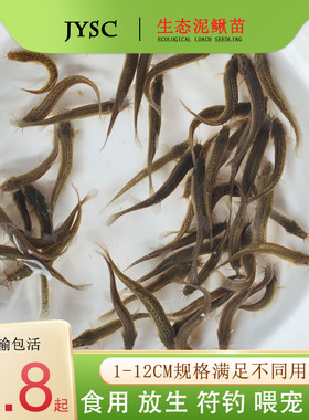 台湾泥鳅活体喂乌龟喂鱼翘嘴鲈鱼黑鱼饵料放养小朋友娱乐