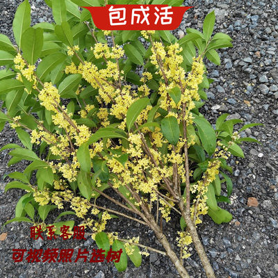 八月阳台桂花树苗观赏