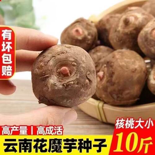新鲜魔芋种子白心高产当年可收基地大个种籽1斤易活栽种