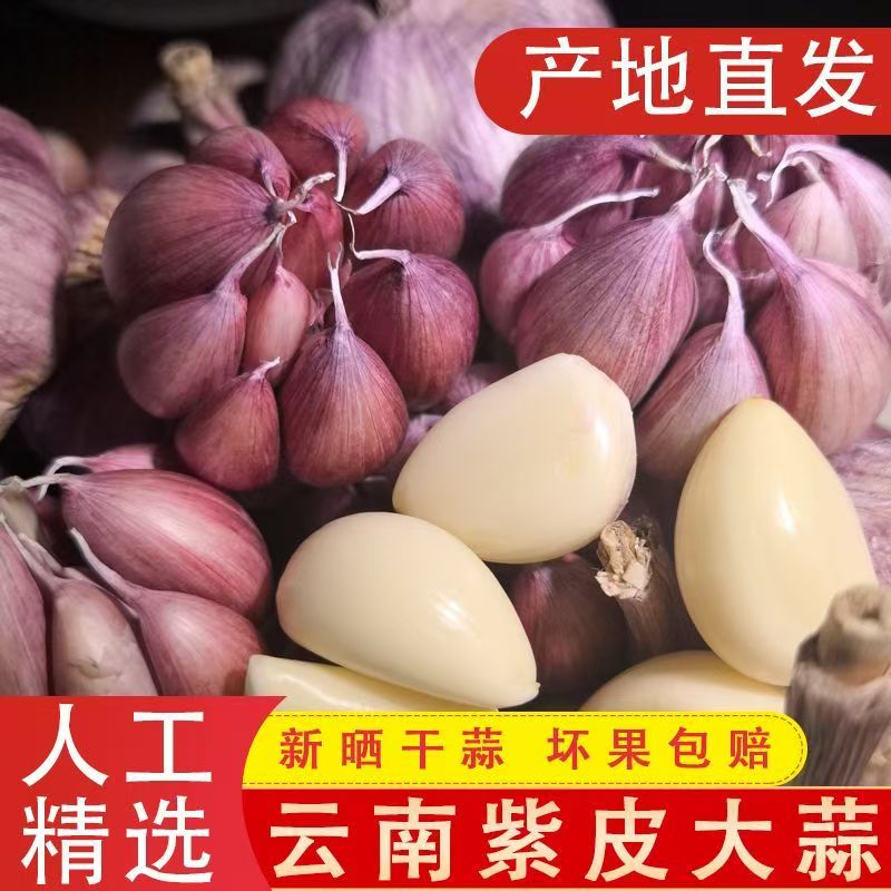 新干蒜云南大理高山紫皮大蒜2026干蒜新蒜大蒜头红蒜香蒜香辣多汁