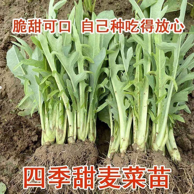 广西博白花芽甜麦菜秧苗 白梗软脆甜口 现拔现发带根泥盘栽种植
