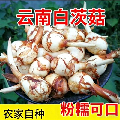 云南现挖粉糯慈姑大茨菇