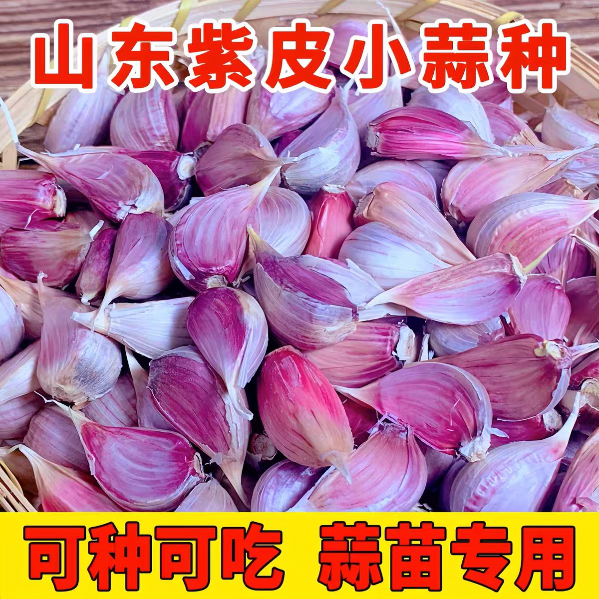 正宗金乡早熟红皮大蒜紫皮香蒜蒜苗出蒜薹蒜苗种子二水早可吃可种
