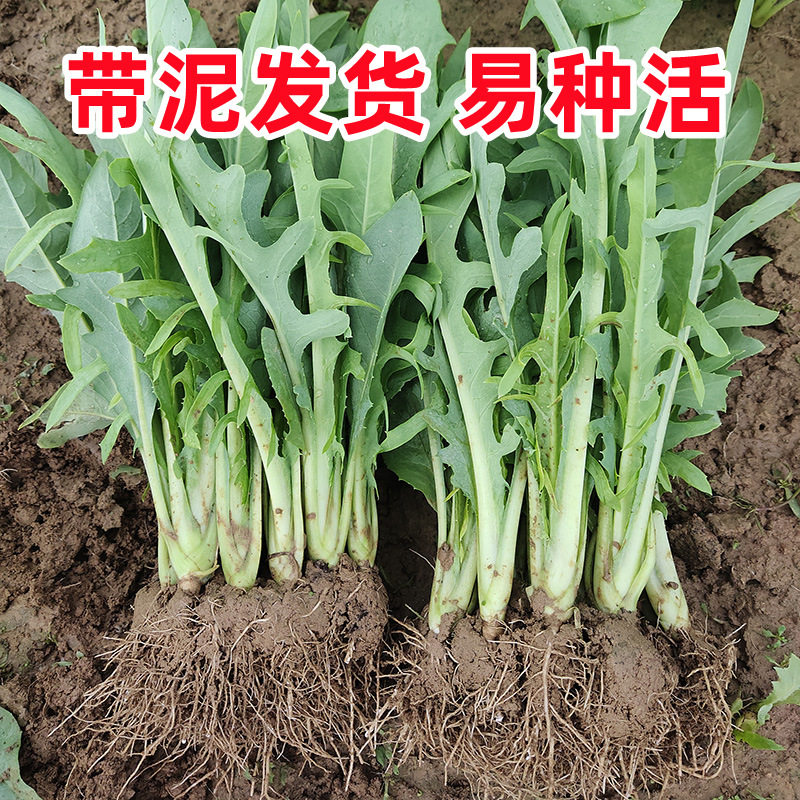 广西博白花芽甜麦菜秧苗 白梗软脆甜口带根泥 现拔现发盘栽种植苗