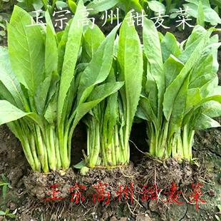 正宗高州猪肚麦菜苗圆叶甜麦菜苗甜苦麦菜苗四季盆栽蔬菜种苗