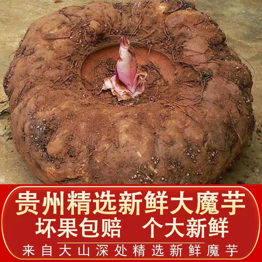 现挖发货贵州高山种植当季魔芋生魔芋头制作豆腐原料现货食用