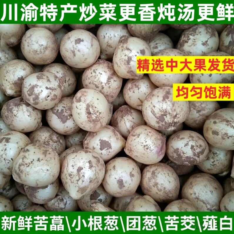 新鲜苦藠苦蒜团蒜团葱小蒜苦茭野葱头小根蒜野圆蒜薤白苦叫