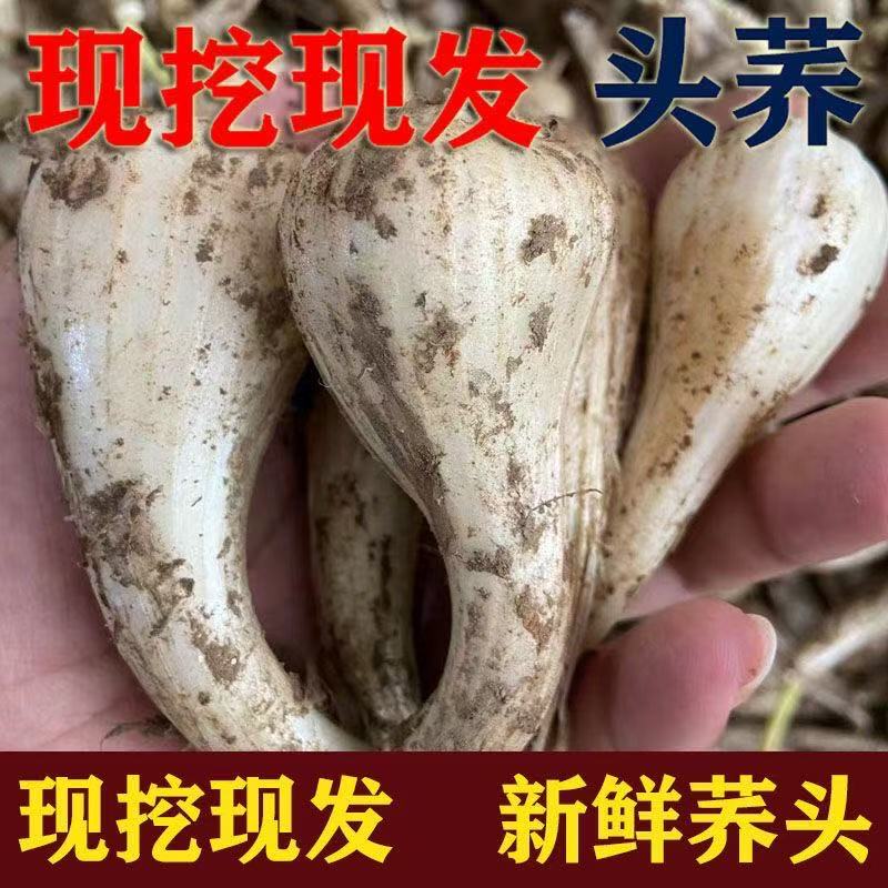 现挖藠头新鲜荞头农家自种