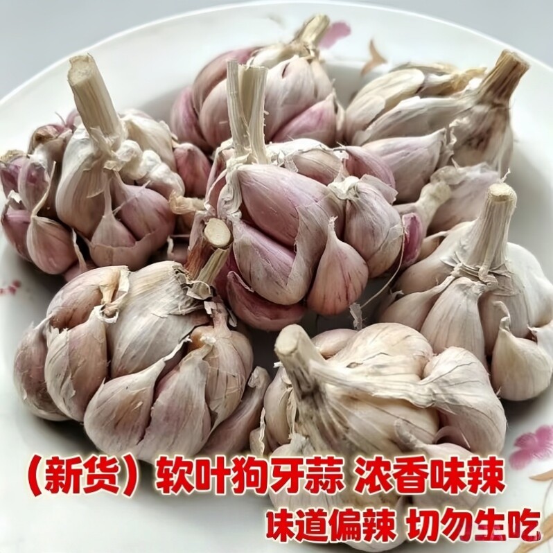 四川狗牙蒜农家干大蒜紫皮红皮黄叶香辣多瓣香蒜老品种食用蒜瓣