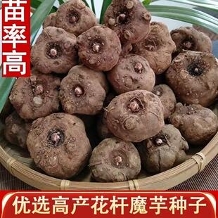 白心新鲜魔芋种子基地当年可收大个种籽1斤高产易活直接栽种