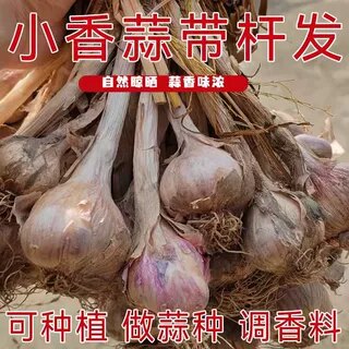 粤北土蒜香蒜紫皮白衣小蒜头连州农家独头蒜可种可吃晒干发