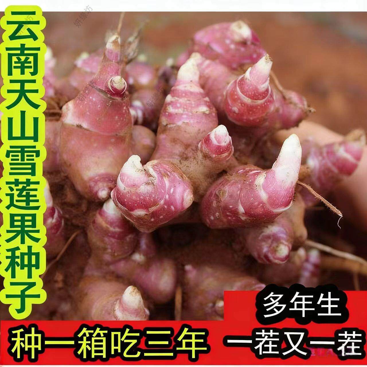 天山雪莲果种球红心黄心优质带土现挖种子高产种植苗种苗
