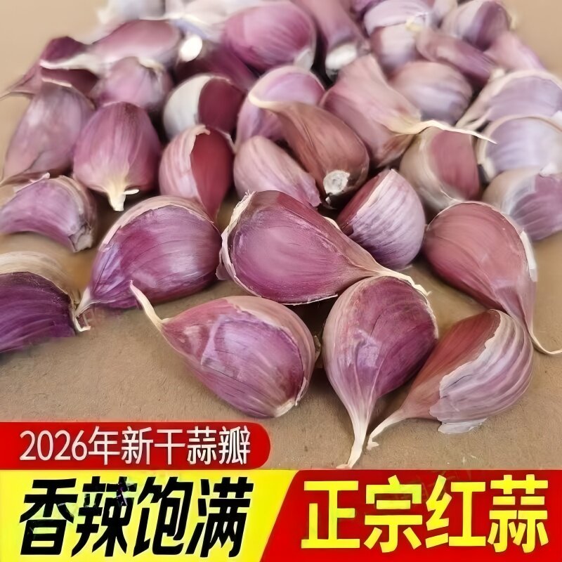 高产可留种优质饱满山东紫皮大蒜种新鲜早熟可栽种出蒜苔红根蒜苗
