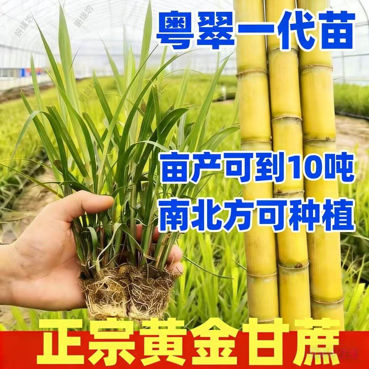 正宗黄金甘蔗苗组培可盆栽青皮绿皮黑皮种苗南北四季易活种植图片