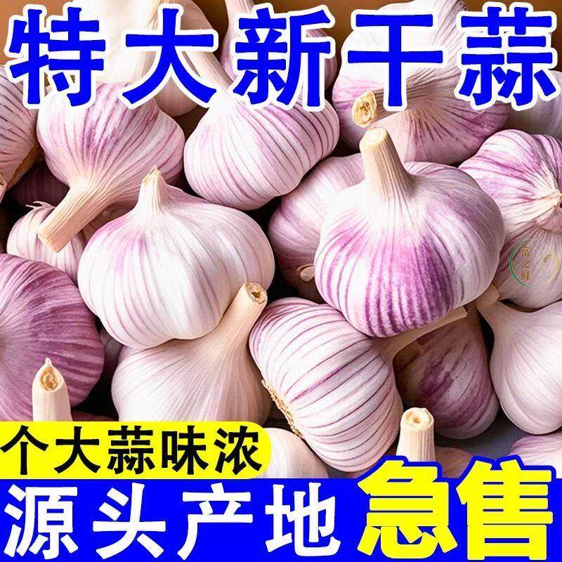 可种可吃云南紫皮大蒜种子老品种红皮蒜种能抽蒜苔四季蒜苗种